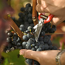 Кований секатор Altuna / Альтуна 95002, 190 мм (Іспанія), фото 2