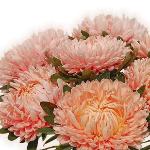 Саджанці Хризантеми Повна Алака Піч (Chrysanthemum Alaka Peach) P9