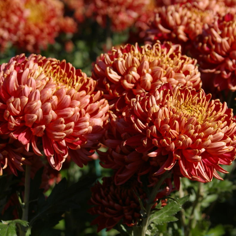 Саджанці Хризантеми Космо Бронзе (Chrysanthemum Cosmo Bronze) P9, фото 1