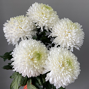 Саджанці Хризантеми Космо Фреш Лайм (Chrysanthemum Cosmo Fresh Lime) P9