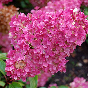 Гортензія волотиста Сандей Фрайз (Sundae Fraise) саджанець у горщику 1.5 л, фото 1