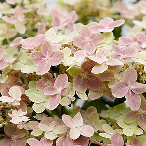 Гортензія волотиста Полістар (Polestar) саджанець у горщику 1 л, фото 3