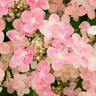 Гортензія волотиста Полістар (Polestar) саджанець у горщику 1 л, фото 1