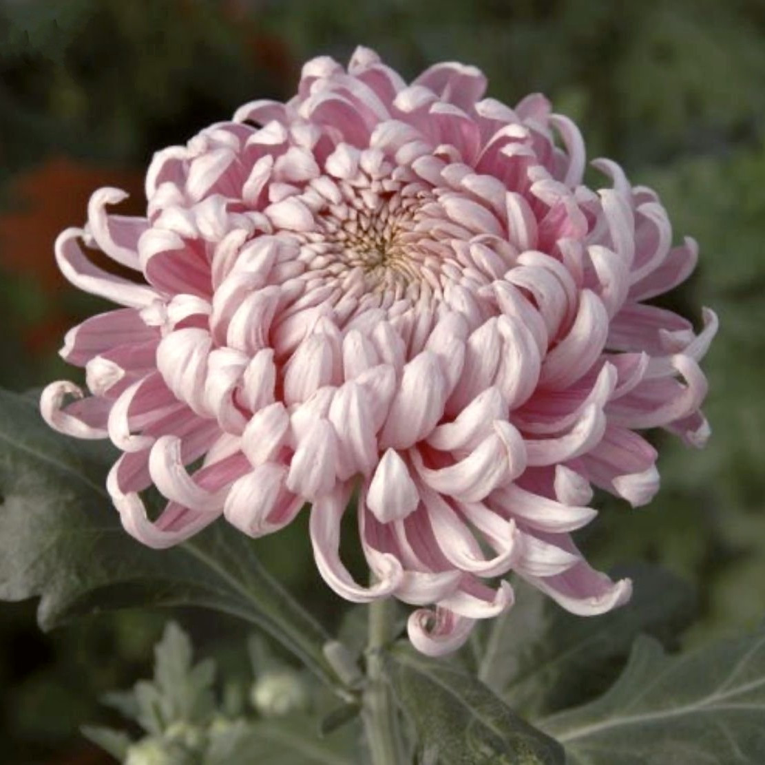 Саджанці Хризантеми Космо Пінк (Chrysanthemum Cosmo Pink) P9, фото 1