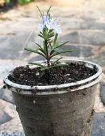 Розмарин. У контейнерах 0.5 л.