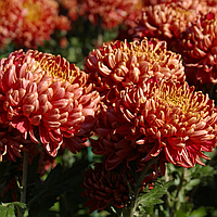 Саджанці Хризантеми Космо Бронзе (Chrysanthemum Cosmo Bronze) P9