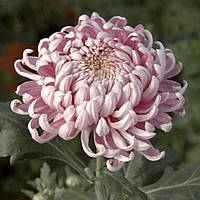 Саджанці Хризантеми Космо Пінк (Chrysanthemum Cosmo Pink) P9