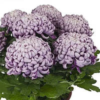 Саджанці Хризантеми Космо Пурпл (Chrysanthemum Cosmo Purple) P9