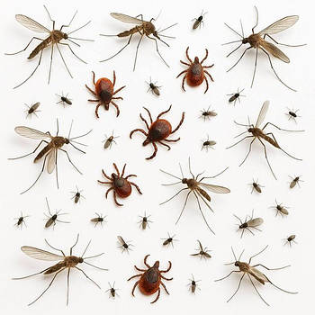 Засоби захисту від комах