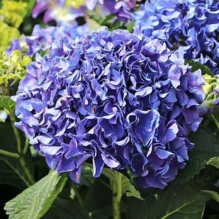 Саджанці Гортензії (3-річна) Марін Блю, крупнолистна (Hydrangea macrophylla Marine Blue) C3