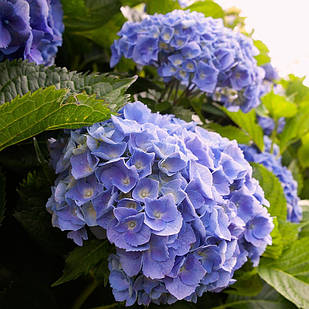 Саджанці Гортензії (3-річна) Сарена Блю, крупнолистна (Hydrangea macrophylla Sarena Blue) C3
