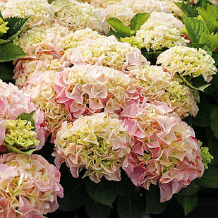 Саджанці Гортензії (3-річна) Саксон Сонненштайн, крупнолистна (Hydrangea macrophylla Saxon Sonnestein) C2
