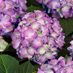 Саджанці Гортензії (3-річна) Світ Ліпс Перпл, крупнолистна (Hydrangea macrophylla Sweet Lips Purple) C2