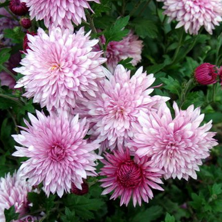 Саджанці Хризантеми Повна Гарба Роуз (Chrysanthemum indicum Garba Rose) P9, фото 1