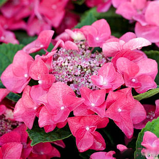 Саджанці Гортензії (3-річна) Фрісбі Хот Пінк, крупнолистна (Hydrangea macrophylla Frisbee Hot Pink) C2