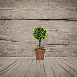 Штучна рослина дерево, Самшит, зелений, 20 см, пластик (960323), фото 5