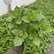 Саджанці Гортензії (3-х річна) Фрісбі Хот Пінк, крупнолистна (Hydrangea macrophylla Frisbee Hot Pink) C2, фото 3