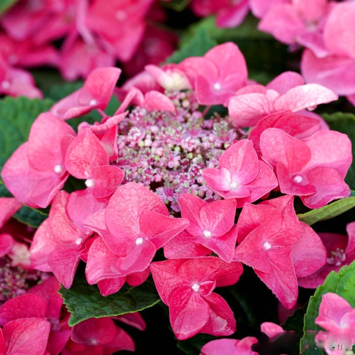 Саджанці Гортензії (3-х річна) Фрісбі Хот Пінк, крупнолистна (Hydrangea macrophylla Frisbee Hot Pink) C2, фото 1
