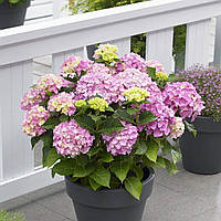 Саджанці Гортензії (3-х річна) Ерлі Пінк, крупнолистна (Hydrangea macrophylla Early Pink) C2