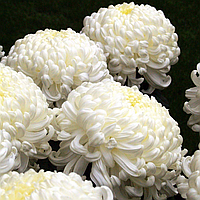 Саджанці Хризантеми Повна Ісмара Бланк (Chrysanthemum indicum Ismara Blanc) P9