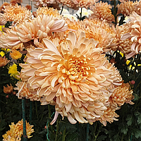 Саджанці Хризантеми Повна Ісмара Доре (Chrysanthemum indicum Ismara Dore) P9
