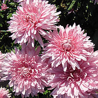 Саджанці Хризантеми Повна Алака Роуз (Chrysanthemum indicum Alaka Rose) P9