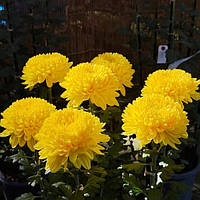 Саджанці Хризантеми Повна Ісмара Жон або Ісмара Жовта (Chrysanthemum indicum Ismara Jaune) P9