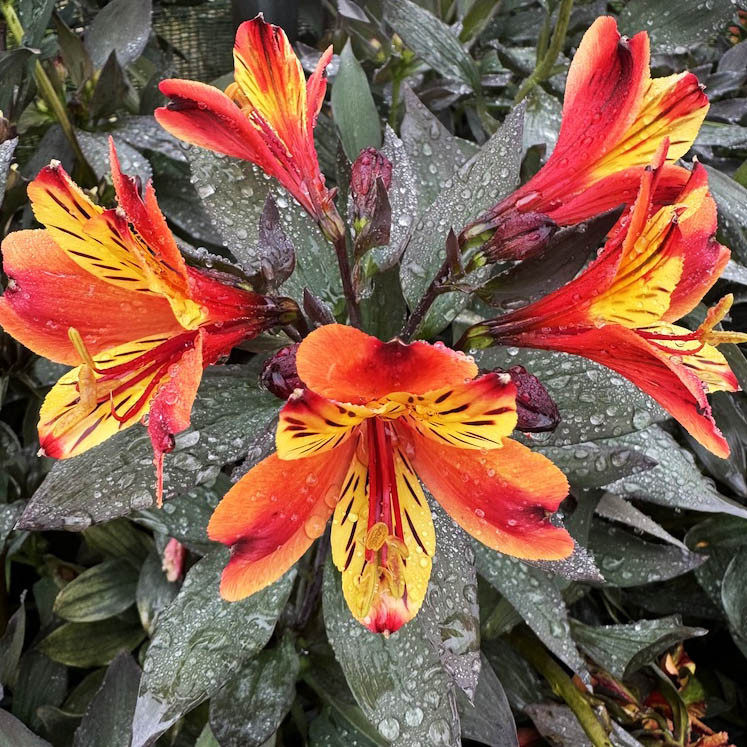 Альстромерія Індіан Саммер / С2 / Alstroemeria Indian Summer