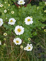 Маруна дівоча (Матрікарія)