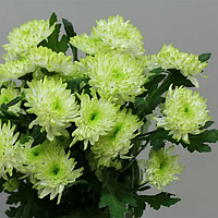 Саджанці Хризантеми Повна Нова Лайм (Chrysanthemum indicum Nova Lime) P9