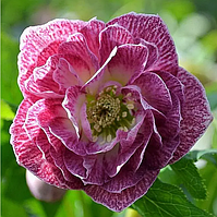 Морозник Double Pink white edge