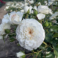 Інструкці для посадки троянд з відкритого грунту