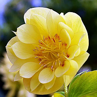 Морозник Double Super Yellow