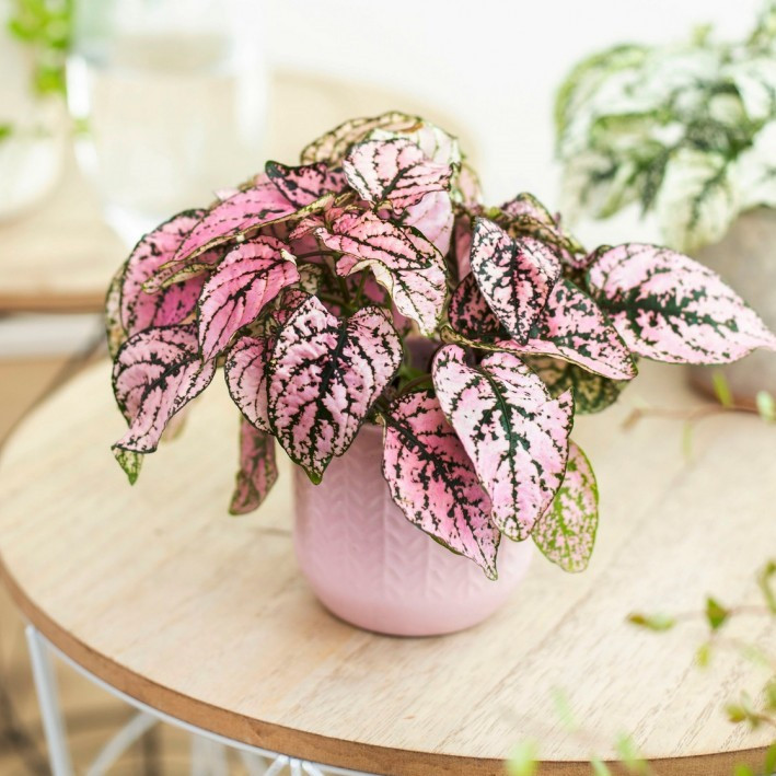 Саджанці Гіпоестеса Конфеті рожевий (Hypoestes phyllostachya Confetti Compact Rose) Р9, фото 1