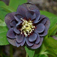 Морозник Double Slaty Blue