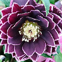 Морозник Double Aubergine white edge