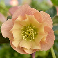 Морозник Double apricot