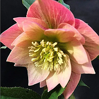 Морозник Double apricot spotted