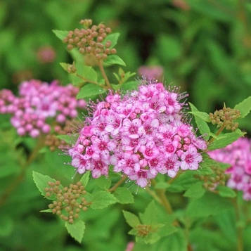 Спирея японська Літл Принцес (контейнер 2л)