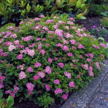 Спирея японська Літл Принцес (контейнер 0,5л)