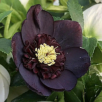 Морозник Anemone slaty blue