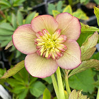 Морозник Anemone apricot