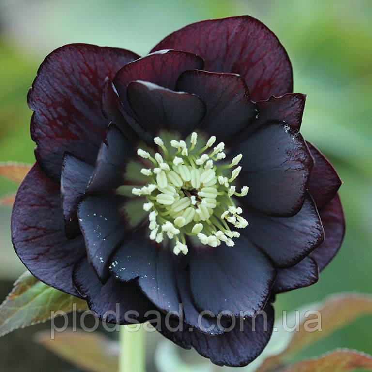 Морозник Double Black