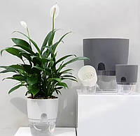 Квітковий горщик 8.2см Сірий