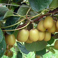 Трирічний Ківі Голд (контейнер С5)