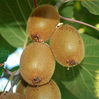 Трирічний Ківі Соло 2 роки (контейнер С2)