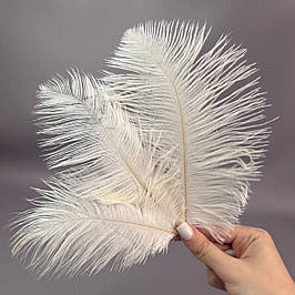 Пір'я страуса