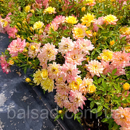 Троянда бордюрна Тріколор Фейрі / Rosa Tricolor Fairy, фото 1