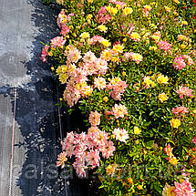 Троянда бордюрна Тріколор Фейрі / Rosa Tricolor Fairy, фото 6