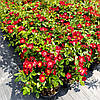 Троянда поліантова Еверглоу Рубі / Rosa Everglow Ruby, фото 9